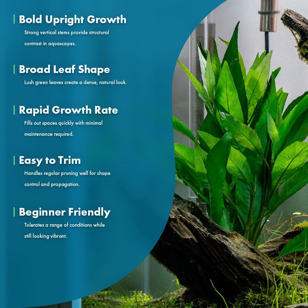 SubstrateSource Live Plant - Nomaphila Stricta - Easy Care, Moderate to High Light, Green Accent, Freshwater Aquatic Plant for Aquascaping - Lead Bunch