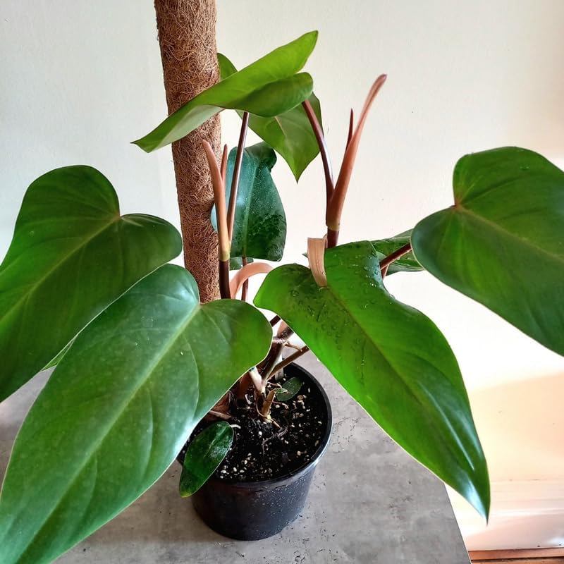 2 Red Philodendron Live Plant 5-9" Tall, Rare Tropical Indoor Houseplant Home Garden