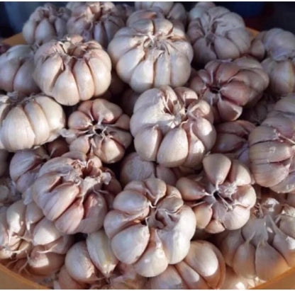 1 Pound Hard Neck Garlic for Planting in Fall, White Garlic Bulb for Planting, Fresh and High Yield, Cold Hardy, Planting Softneck Hardneck