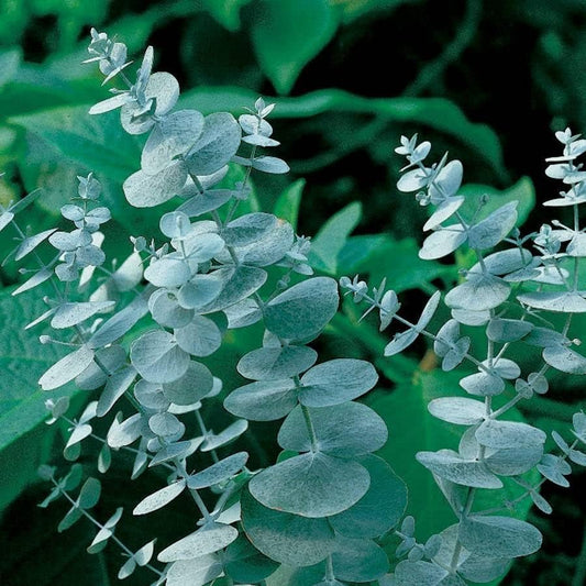 Park Seed Grow Your Own Eucalyptus Seeds Plant, Perfect for Indoor Growing and Spring Garden, Silver Dollar, Pack of 500