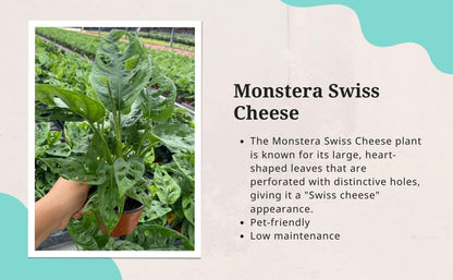 CoollectivePlants Monstera Swiss Cheese – Live Monstera Plant in 4″ Grower’s Pot, Easy Care Indoor House Plants Live and Low Maintenance Indoor Plant