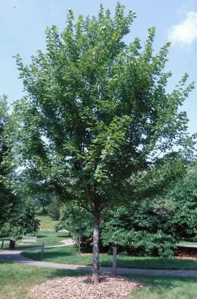 Autumn Blaze Maple Tree - 1 Gallon, Established Roots Potted - Acer x Freemanii, Fast Growing Tree, Fall Colors