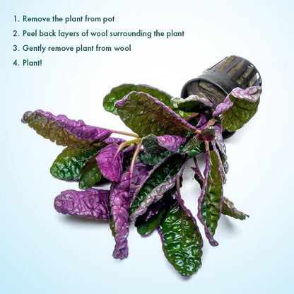 SubstrateSource Live Jungle Plants - Hemigraphis colorata (Hemigraphis sp.) - Low to Medium Light, Purple Green, Terrarium or Paludarium, Decorative Rosette Foliage - Pot