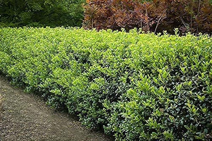 Burfordi Holly | 1 Quart Size Plant | Ilex Cornuta | Fast Growing Evergreen Shrubs, Privacy Hedge Plants, Dark Green Foliage, Low Maintenance Landscaping, Ideal for Hedges and Borders
