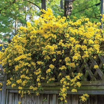 Carolina Jasmine | 30 Live Plants | Gelsemium Sempervirens | Fragrant Yellow Blooms, Evergreen Vine, Low Maintenance, Fast Growing, Climbing, Attracts Pollinators, Garden Trellis