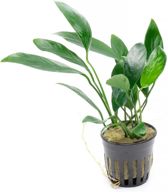 SubstrateSource Anubias Live Aquarium Plants - Potted Freshwater Plant for Fish Tanks, Terrariums - Beginner Friendly Low Light (Congensis, 5 Pots)