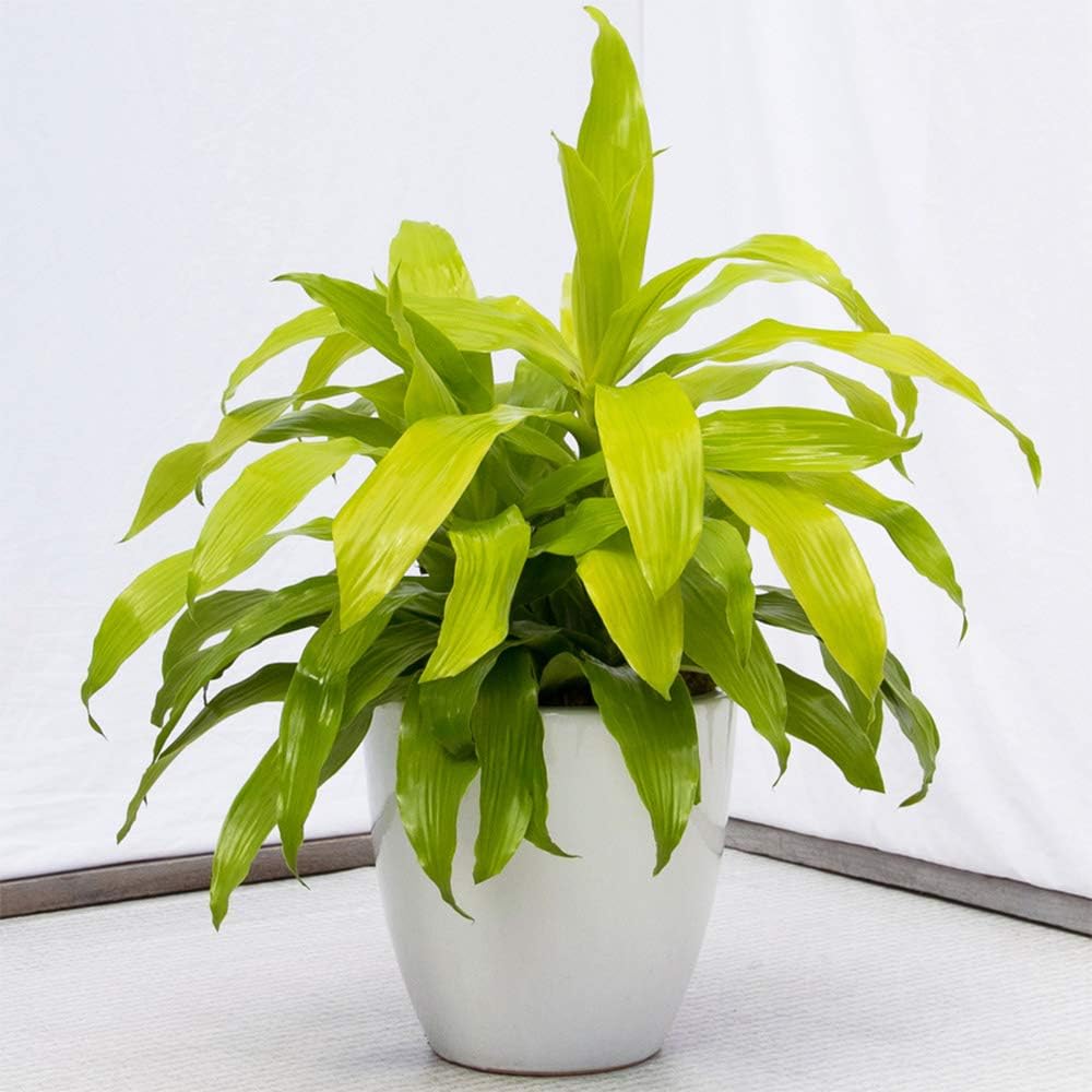 American Plant Exchange Dracaena Limelight Madagascar Dragon Tree – 3-Gallon with Pot – Live XL Indoor/Outdoor Plant, Bright Foliage Air Purifier for Home, Office, or Patio Decor