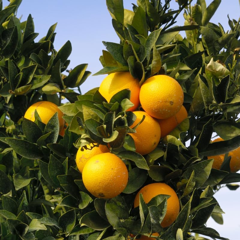 Large Valencia Orange Tree Live Plant 2 to 3 Feet Tall, Valencia Orange Fruit Tree Live, Valencia Orange Outdoor Potted Tree No Ship to CA