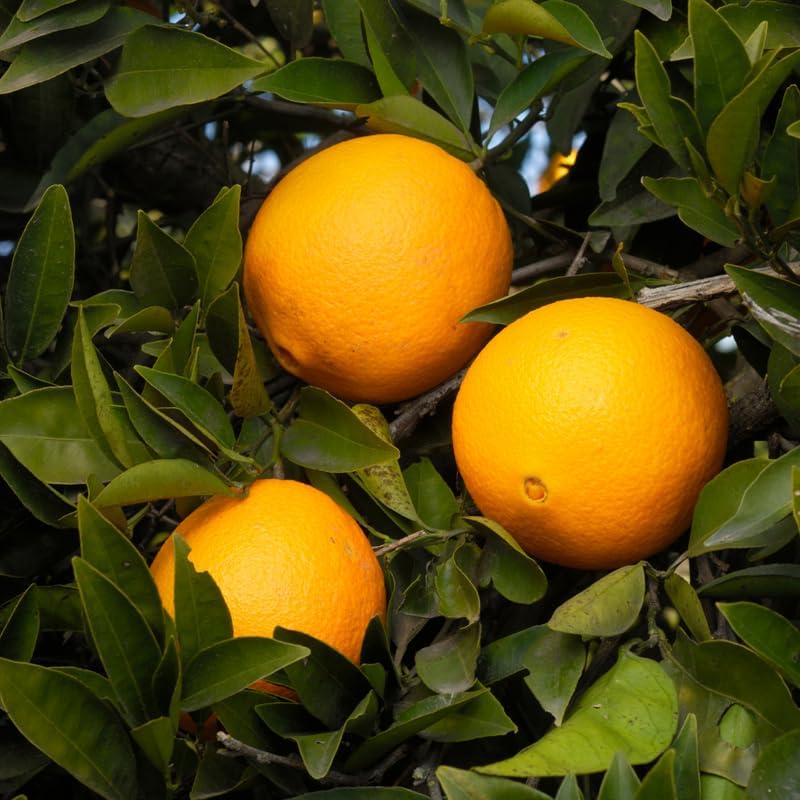 Orange Tree Plant Live in Pot, Sweet Navel Orange Citrus Fruit Tree for Planting, 2 to 3 Feet Tall Yellow Orange Citrus Plant in Pot, Live Orange Trees Plant, No Ship to CA