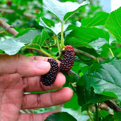 Mulberry Dwarf Everbearing Plant (4 Pack) | Real Live Fruit Plants for Sale| Easy to Grow Live Plants for Organic Gardens | Ideal for Home Gardens, Organic Landscaping, and Indoor or Outdoor Planting.