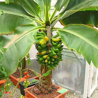 Seeds Exotic Ornamental Banana Tree Fruits for Planting Beatuful Non GMO