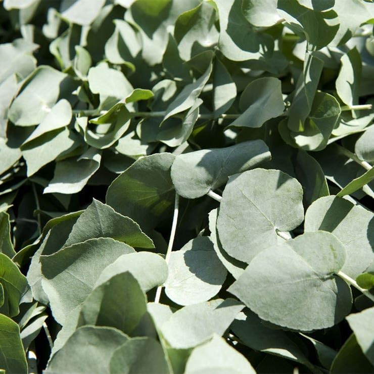 Park Seed Grow Your Own Eucalyptus Seeds Plant, Perfect for Indoor Growing and Spring Garden, Baby Blue Bouquet (Improved), Pack of 100