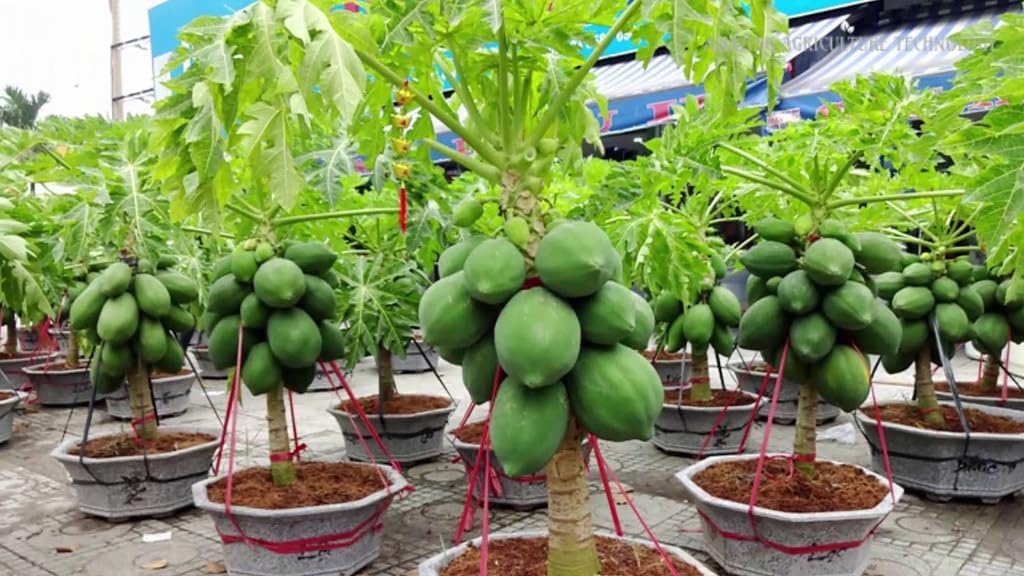 Gardenera Papaya Potting Mix - Promote Strong Roots and Bountiful Yield with Our Premium Blend - 4 Quart