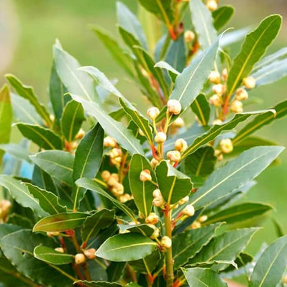 Bay Leaf Tree Live Plant, Laurus Nobilis Live Plant, Sweet Bay Laurel Plant Bay Leaf Plant Live Herbs Growing Indoor Outdoor