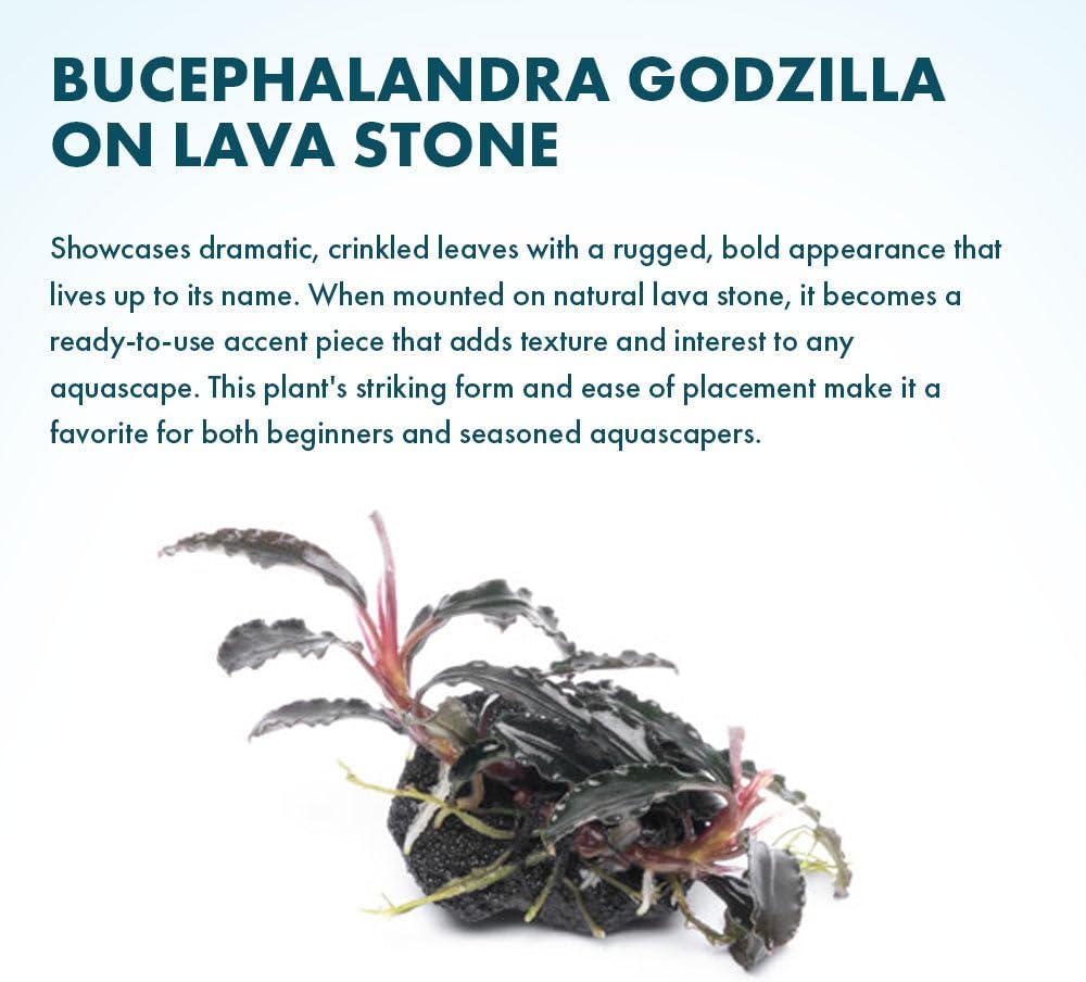 SubstrateSource Live Planted Decor - Bucephalandra Godzilla (Bucephalandra sp.) on Lava Stone (Framed) - Dark Green Leaves with Ruffled Edges Aquatic Plant, Low to Medium Light for Aquascaping, 3 Pack