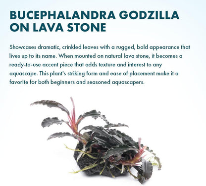 SubstrateSource Live Planted Decor - Bucephalandra Godzilla (Bucephalandra sp.) on Lava Stone (Framed) - Dark Green Leaves with Ruffled Edges Aquatic Plant, Low to Medium Light for Aquascaping, 3 Pack