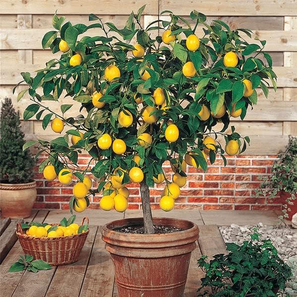 Grow Like a Pro: Gardenera's Lemon Tree Potting Mix - The Key to Luscious, Healthy Citrus Limon Trees [20 Quart Bag]