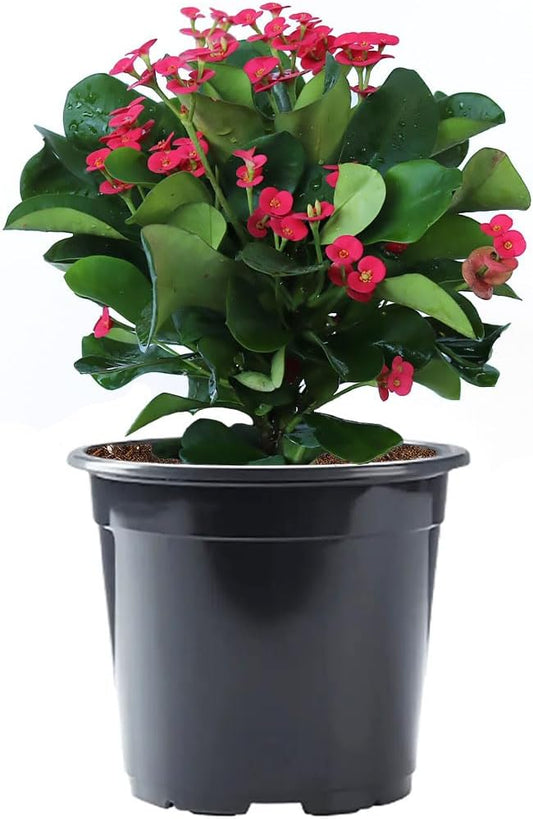 American Plant Exchange Live Crown of Thorns 'Red' – 6-Inch Pot – Flowering Succulent with Thick Stems and Bright Red Blooms, Drought-Tolerant Easy Care Plant for Sunny Windows, Patios & Gardens