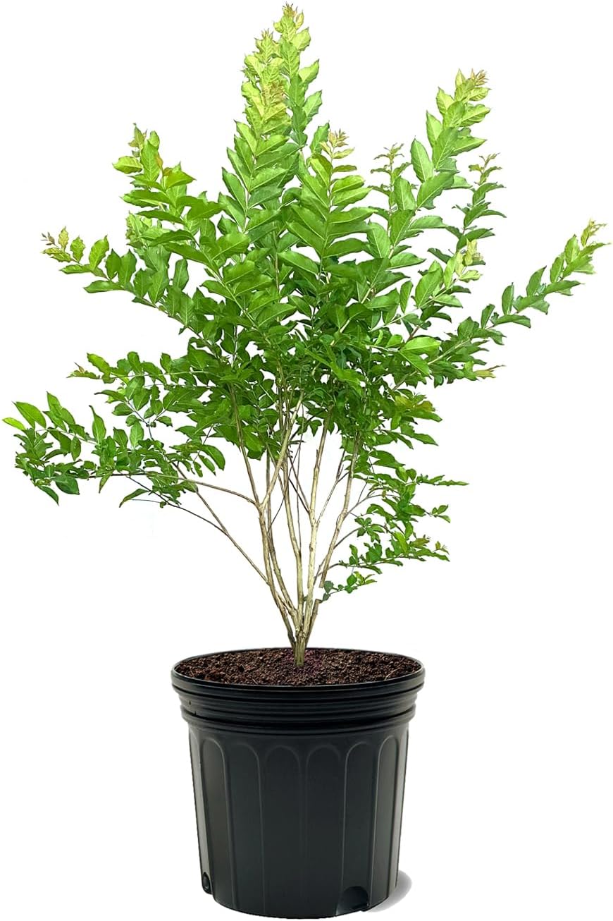 American Plant Exchange Crape Myrtle Tree, White Natchez, 7 Gallon Pot, 2-3ft. Tall, Extra Large Outdoor Plant for Landscape, Garden & Patio, Live Flowering Plant, Fast Growing and Cold Hardy