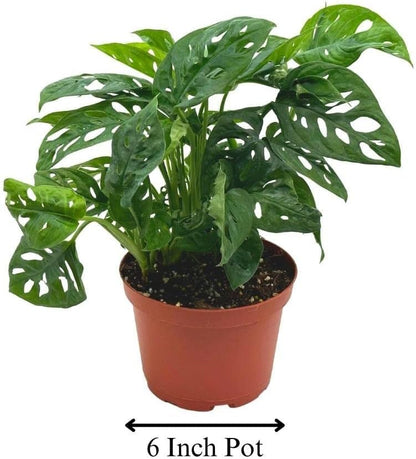 BubbleBlooms Swiss Cheese Plant in a 6 inch Pot Monstera Adansonii, Five Holes Vine Big Indoor House Plant