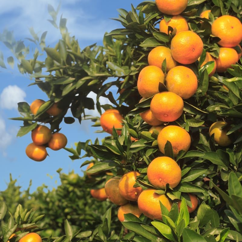 Tangerine Tree Plant, Live Sweet Tangerine Trees Live Plant in Pot, 2 to 3 Feet Tall Live Tangerine Fruit Tree for Planting Outdoor, No Ship to CA