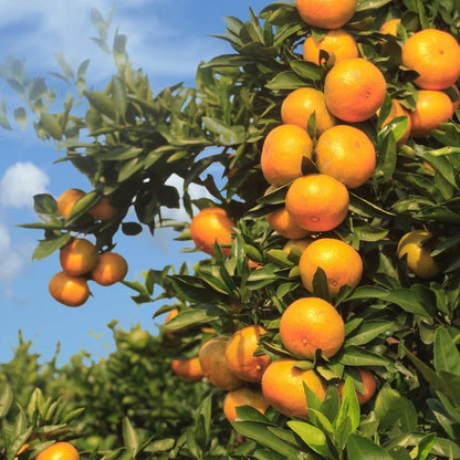 Tangerine Tree Plant, Live Sweet Tangerine Trees Live Plant in Pot, 2 to 3 Feet Tall Live Tangerine Fruit Tree for Planting Outdoor, No Ship to CA