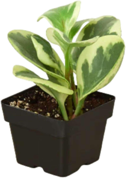 Peperomia Marble Live Plant for Indoor | Different Houseplants in 3'' Pot | Real House Plant for Living Room, Office, Desk & Bathroom | Marble Peperomia | Radiator Plant