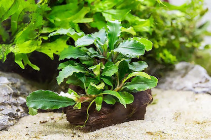 SubstrateSource Live Planted Decor - Bucephalandra Green Wavy on Driftwood - Bright Freshwater Aquatic Plant, Low to Medium Light, Foreground to Midground Tank Placement for Aquascaping - 1 Pack