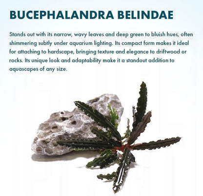 SubstrateSource Live Plants – Bucephalandra Belindae (Bucephalandra belindae) – Low to Medium Light, Dark Iridescent Green Color, Foreground to Midground Placement, Rhizome Growth - Loose, 1 Pack