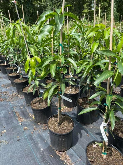 No CA, Maha Chanok Mango Plant Tree Live, Mango Trees Plant Grafted, 2 to 3 Ft in Height in 3 Gallon Pot, Grafted Mango Trees Live Plants for Planting