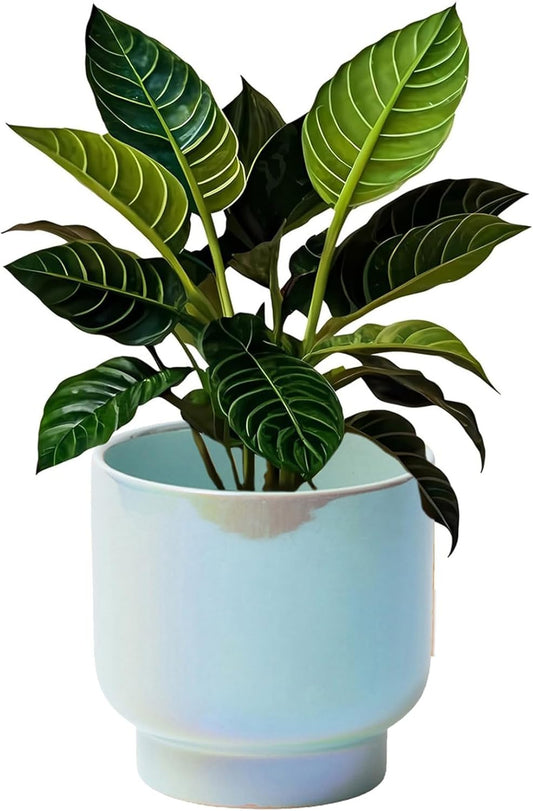 LB Blue Ceramic Planters for Indoor Plants, Succulent Plant Pots Ceramic Plant Pot, Modern Flower Pots for Living Room Office Home Decor, Round Flower Pot of 4.3 Inch(Plant Not Included)