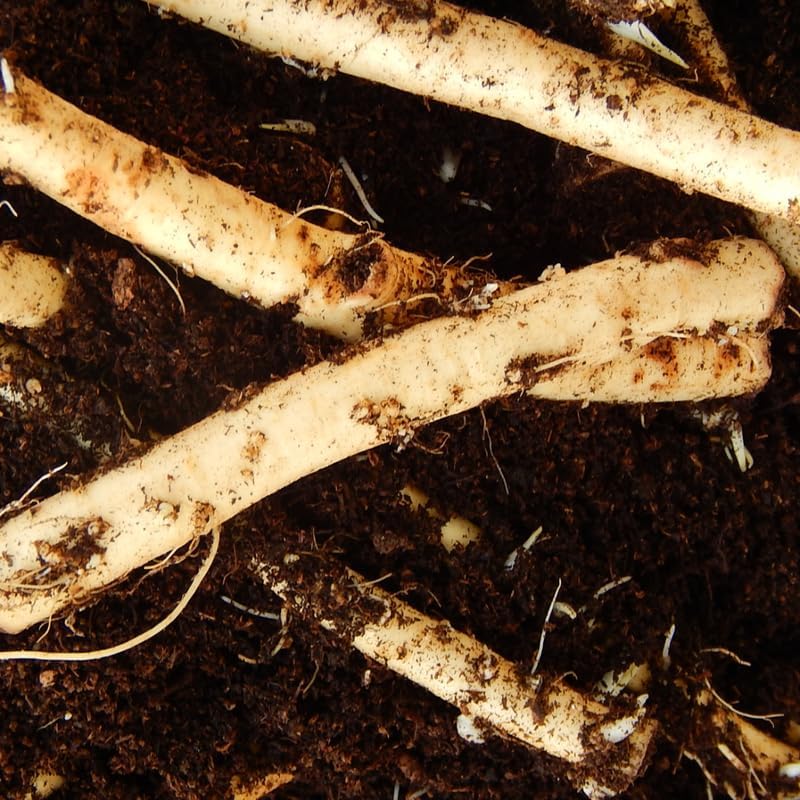 XL Size Horseradish Crown Root Plant, Horseradish Crowns to Plant, Planting Size Roots, No HI