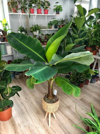 Seeds Exotic Ornamental Banana Tree Fruits for Planting Beatuful Non GMO