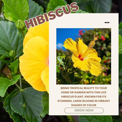 Tropical Yellow Hibiscus Plant Live, Hardy Hibiscus Flowers Colorful Blooms for Outdoor Landscapes, 8-10 Inch Height, Hibiscus Shrubs, No Pot, Well-Rooted