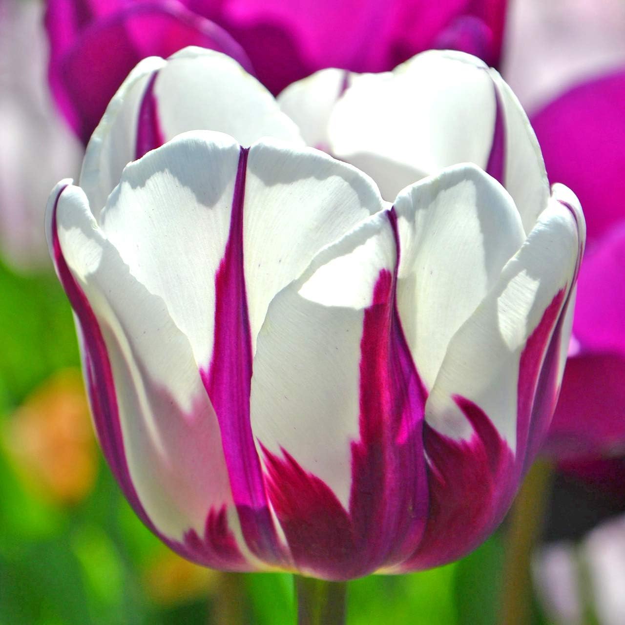 Blueberry Swirl Tulip Flower Bulbs - Vibrant Color with Beautiful Blooms - Includes 10 Flower Bulbs