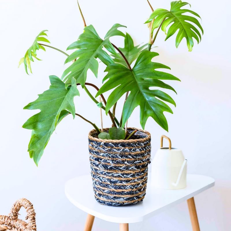 2 Green Philodendron Live Plant 5-9" Tall, Rare Tropical Indoor Houseplant Home Garden