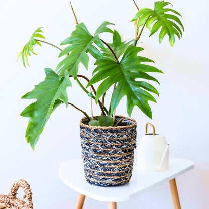 2 Green Philodendron Live Plant 5-9" Tall, Rare Tropical Indoor Houseplant Home Garden