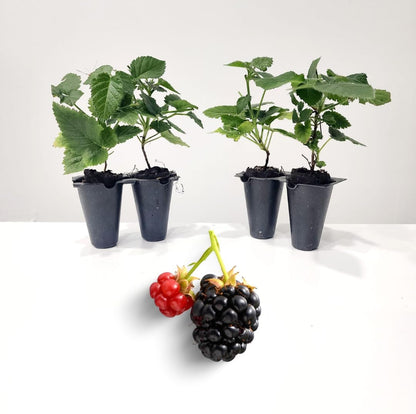 BlackBerry Plants Sweetie Pie Live for Sale (4 Pack) | Easy to Grow Plants | Edible Fruit Plant for Sustainable Living | Grow Your own Food on Your Edible Organic Garden| Live for Planting| 2 in Pot