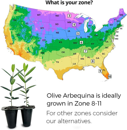 Olive Tree Arbequina (4 Pack) Real Olea Europaea | Easy to Grow Plants | Great Gift for Celebrations | Grow Your own Food on Your Edible Organic Garden| Edible Fruit Plant Live for Planting|