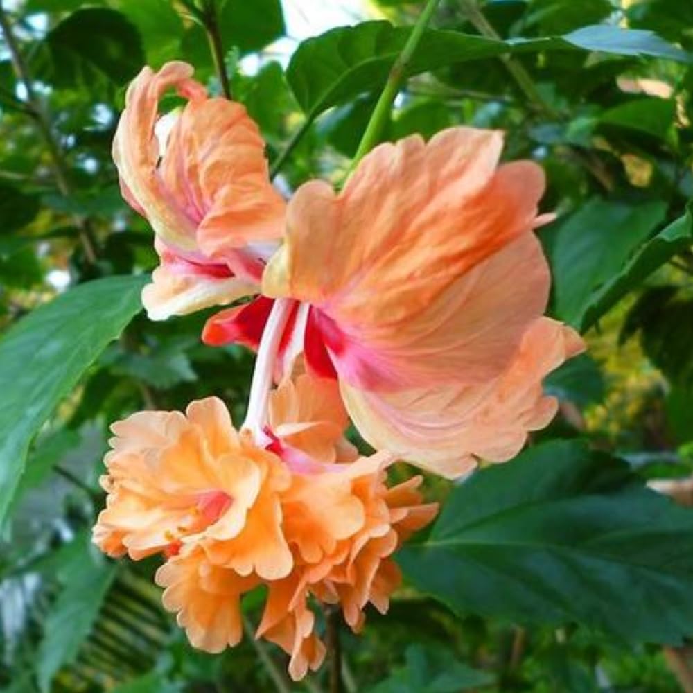 2 Hibiscus Live Plants, Clump 8-12” Tall, Hardy Hibiscus Plants Live, Hibiscus Trees Flowering Shrub (Peach Hibiscus)