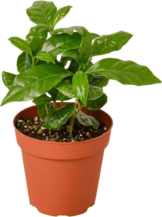 Arabica Coffee Live Plant for Indoor | Different Houseplants in 3'' Pot | Real House Plant for Living Room, Office, Desk & Bathroom | Arabian Coffee | Mountain Coffee