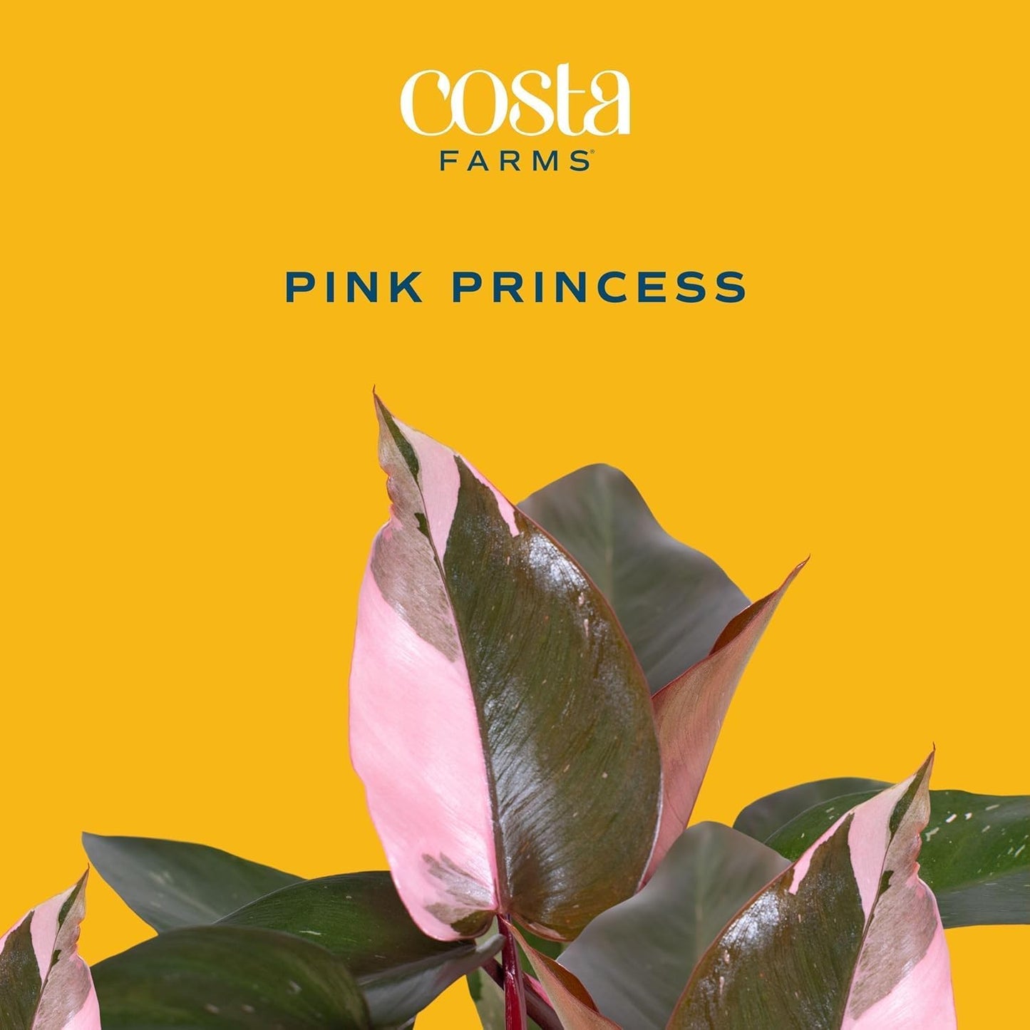 Costa Farms Pink Princess Philodendron, Live Indoor Plant, Rare Unique Houseplant Potted in Indoors Garden Plant Pot, Living Room Home Decor, Trending Tropicals Collection, 1 Foot Tall