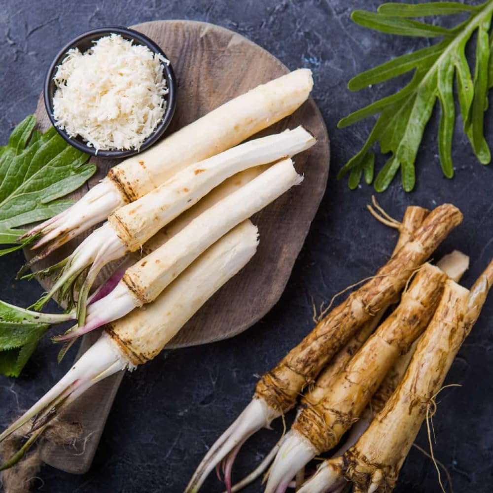 XL Size Horseradish Crown Root Plant, Horseradish Crowns to Plant, Planting Size Roots, No HI