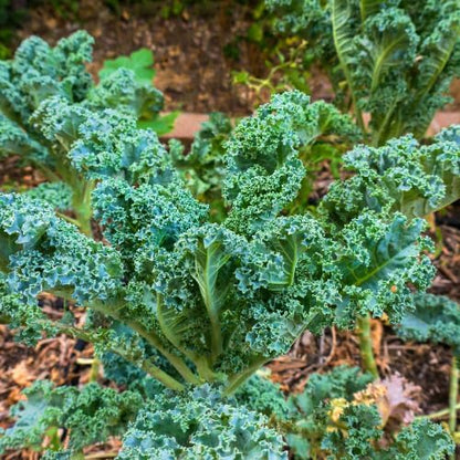 Kale Plant in 4 Inch Pot, 3 to 5 Inch Tall Vegetable Kale Plants Seedling, Cold Harrdy Plants for Outdoors Planting
