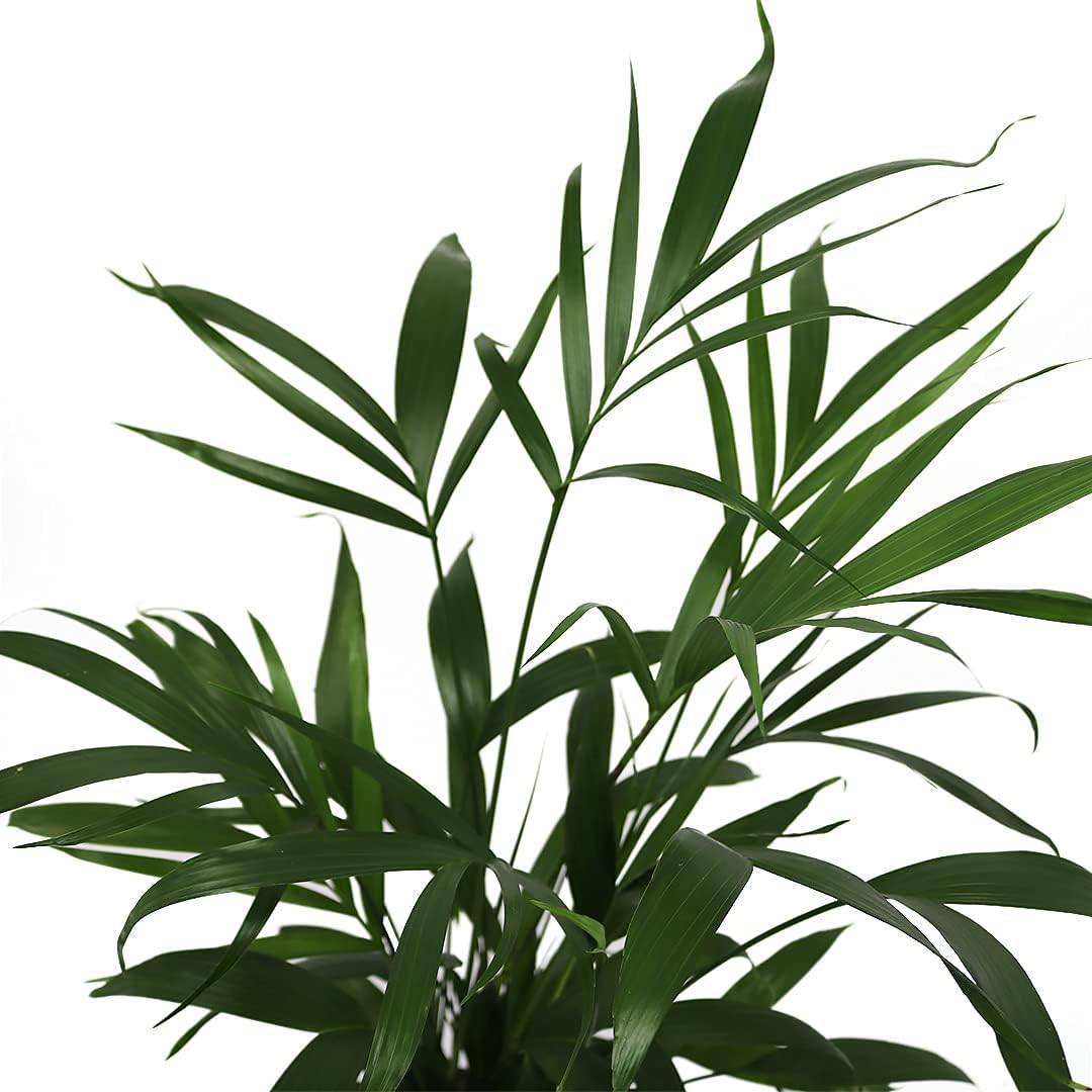 American Plant Exchange Live Cat Palm – 6-Inch Pot – Tropical Houseplant with Soft Arching Green Fronds, Pet-Friendly Easy Care Indoor Plant for Homes, Apartments, Offices & Indoor Jungle Décor