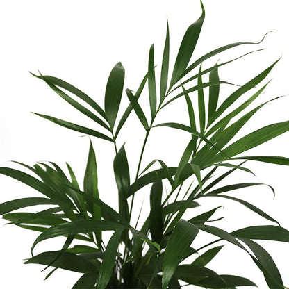 American Plant Exchange Live Cat Palm – 6-Inch Pot – Tropical Houseplant with Soft Arching Green Fronds, Pet-Friendly Easy Care Indoor Plant for Homes, Apartments, Offices & Indoor Jungle Décor
