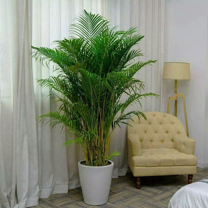 Seeds Parlor Palm Neanthe Bella Palm Chamaedorea Rare Perennial Tree