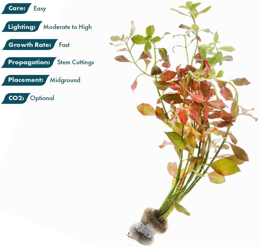 SubstrateSource Live Plant - Ludwigia Ovalis - Easy Care, Moderate to High Light, Green to Orange Accent, Freshwater Aquatic Plant for Aquascaping - Lead Bunch