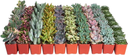 Shop Succulents Pastel Succulent Plant Pack Bulk Collection - Live Mini Succulent Plants, Low Maintenance, Bright & Serene Colors & Textures - Wedding and Party Favors, Gift & Garden, Pack of 40
