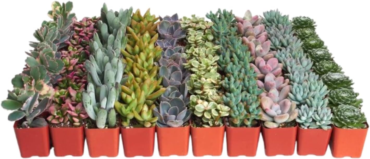 Shop Succulents Pastel Succulent Plant Pack Bulk Collection - Live Mini Succulent Plants, Low Maintenance, Bright & Serene Colors & Textures - Wedding and Party Favors, Gift & Garden, Pack of 128